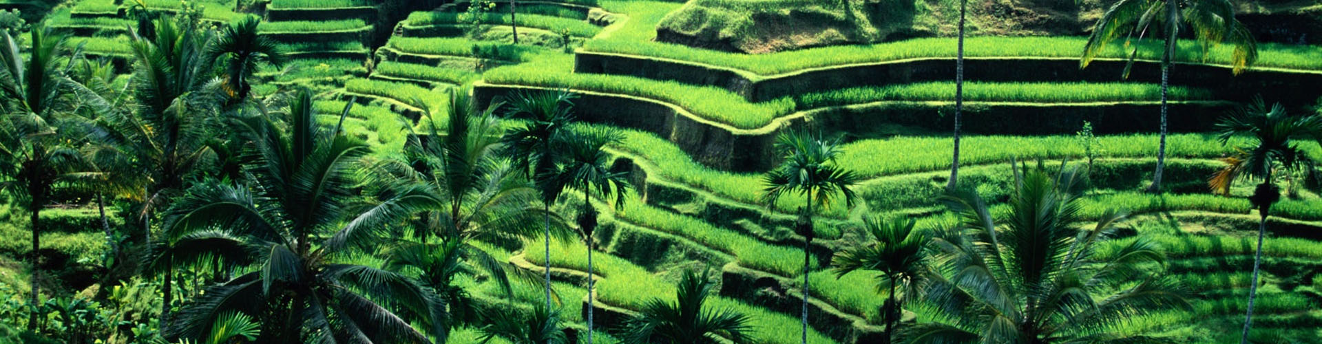 Indonesia 2014