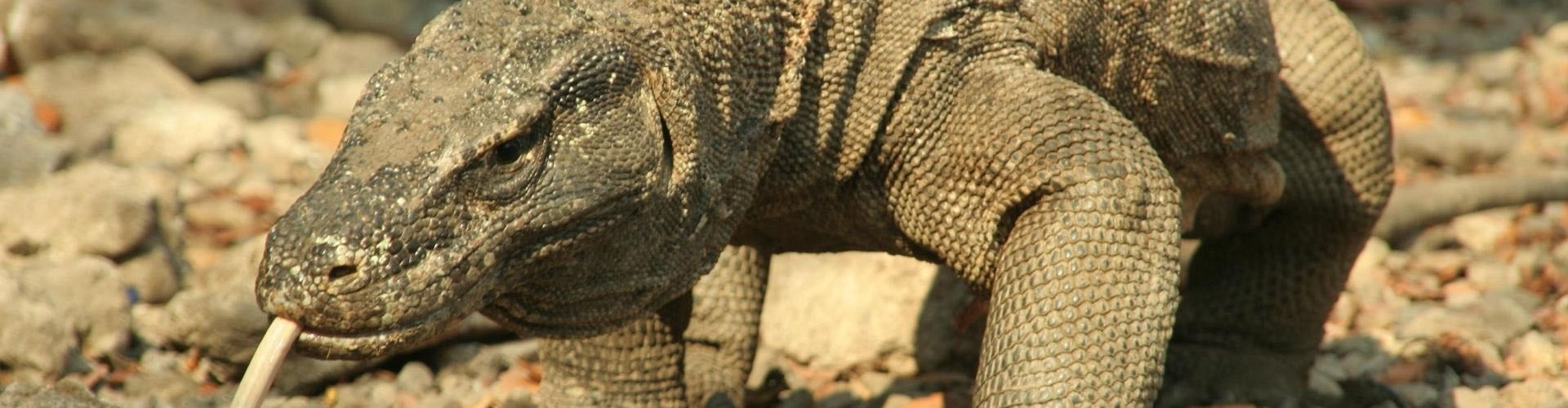 komodo2