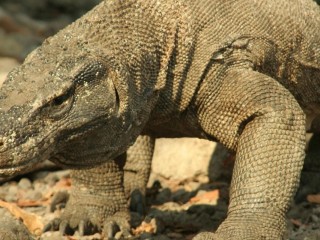 komodo2