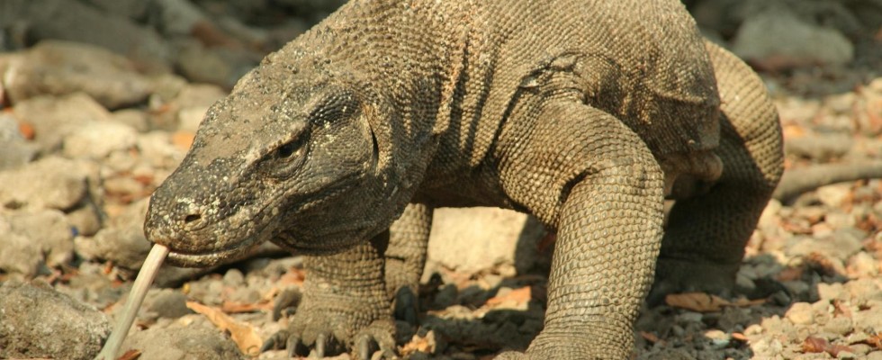 komodo2