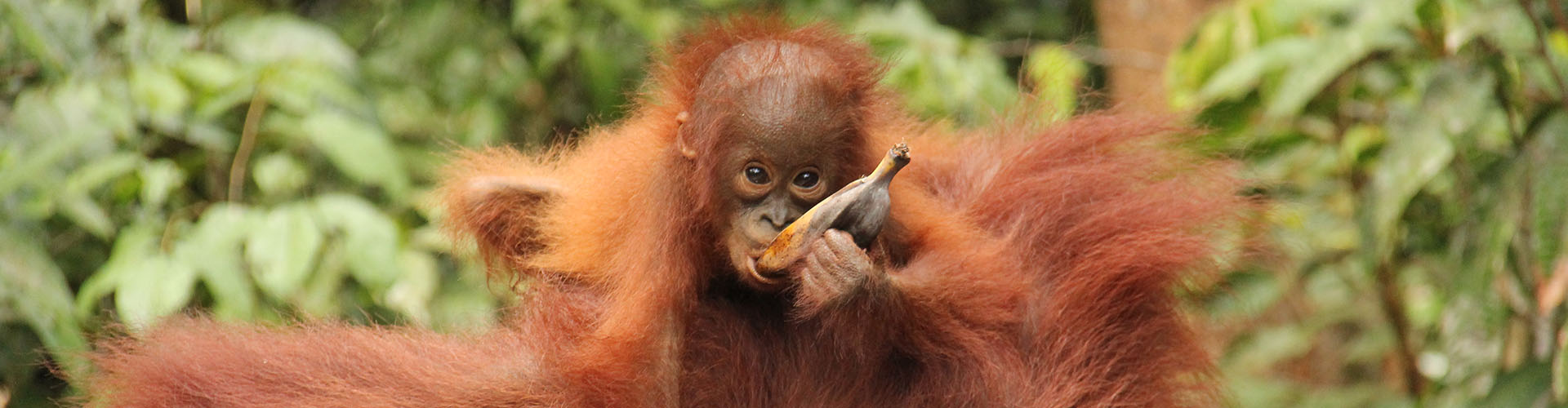 Indonesia 2014
