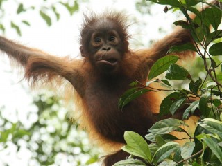 tanjungputing1